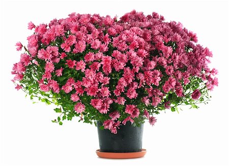 simsearch:400-04576781,k - Potted magenta chrysanthemums bush in heart shape (with dew, isolated on white background) Photographie de stock - Aubaine LD & Abonnement, Code: 400-04671747