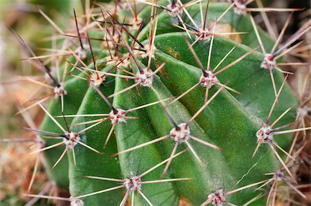 Part of thorny potted home Barrel cactus plant. Photographie de stock - Aubaine LD & Abonnement, Code: 400-04671749