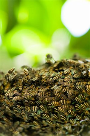 simsearch:6102-08559453,k - bee hive with natural copyspace background Photographie de stock - Aubaine LD & Abonnement, Code: 400-04671776