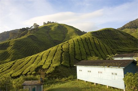 simsearch:841-03502604,k - tea plantation in cameron highlands malaysia Foto de stock - Super Valor sin royalties y Suscripción, Código: 400-04671825