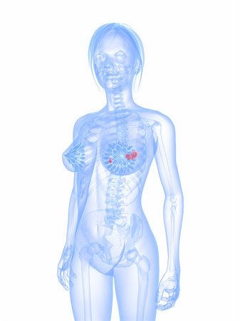 simsearch:400-04573090,k - 3d rendered illustration of a transparent female body with highlighted brest Stock Photo - Budget Royalty-Free & Subscription, Code: 400-04672376