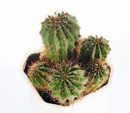 simsearch:400-07417266,k - Thorny potted home Barrel cactus plant in white pot on light background (not finally isolated) Stock Photo - Budget Royalty-Free & Subscription, Code: 400-04672386
