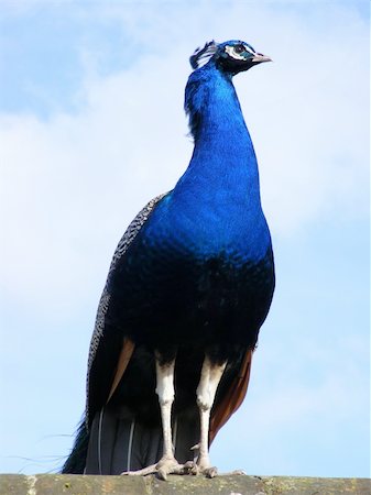 Close up photo of a Peacock standing on a wall Stock Photo - Budget Royalty-Free & Subscription, Code: 400-04672418