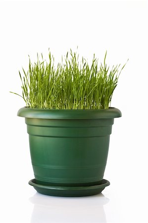 potted herbs - Green grass in flowerpot on white background Stock Photo - Budget Royalty-Free & Subscription, Code: 400-04672563