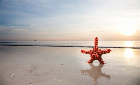 Starfish on the beachfront. Travel collection. Foto de stock - Super Valor sin royalties y Suscripción, Código: 400-04672806