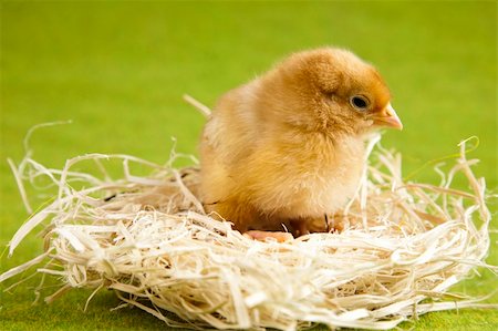 frohe ostern - Cute little chick Foto de stock - Super Valor sin royalties y Suscripción, Código: 400-04673687