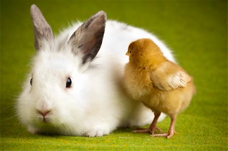 Bunny and chick Stock Photo - Budget Royalty-Free & Subscription, Code: 400-04673778