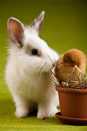 simsearch:400-08036284,k - Bunny and chick Stockbilder - Microstock & Abonnement, Bildnummer: 400-04673795