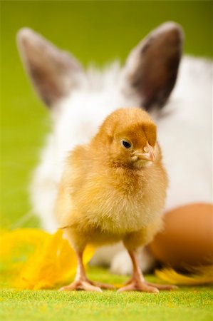 simsearch:400-08036284,k - Bunny and chick Stockbilder - Microstock & Abonnement, Bildnummer: 400-04673817