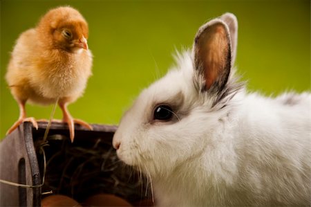 simsearch:400-08036285,k - Bunny and chick Stockbilder - Microstock & Abonnement, Bildnummer: 400-04673832