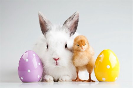 Bunny and chick Stock Photo - Budget Royalty-Free & Subscription, Code: 400-04673841