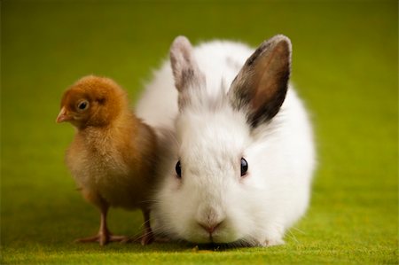 simsearch:400-08036285,k - Bunny and chick Stockbilder - Microstock & Abonnement, Bildnummer: 400-04673850