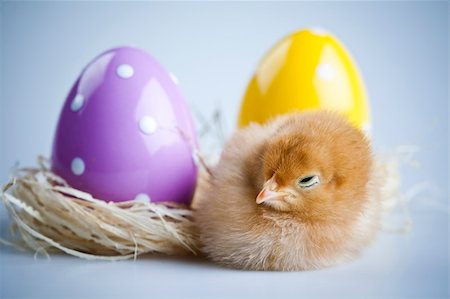 easter humour - Cute little chick Stock Photo - Budget Royalty-Free & Subscription, Code: 400-04673889