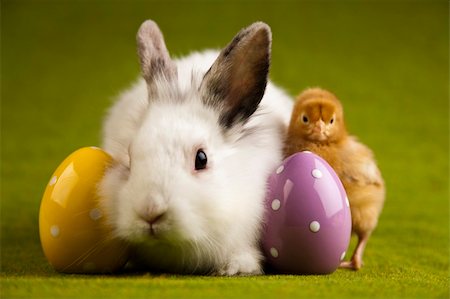 simsearch:400-08036285,k - Bunny and chick Stockbilder - Microstock & Abonnement, Bildnummer: 400-04673880