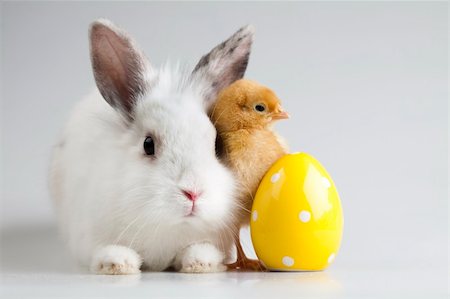 Bunny and chick Stock Photo - Budget Royalty-Free & Subscription, Code: 400-04673892