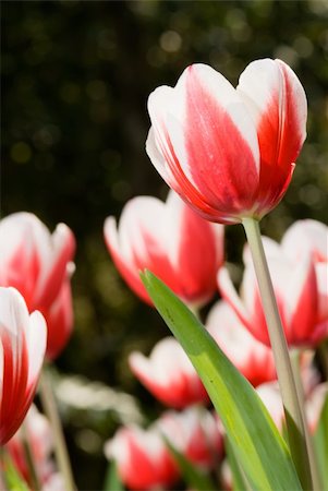 simsearch:400-06555366,k - Beautiful red tulip in garden in spring. Fotografie stock - Microstock e Abbonamento, Codice: 400-04673999