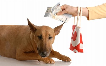 fat dog - expensive dog - handing over money to bull terrier Stock Photo - Budget Royalty-Free & Subscription, Code: 400-04684095