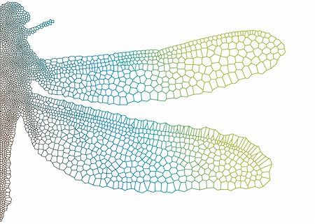 dragonfly wing with delicate texture, vector Stock Photo - Budget Royalty-Free & Subscription, Code: 400-04684193