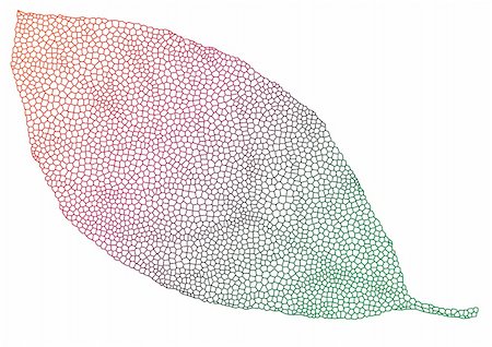 colorful leaf with delicate texture, vector Stock Photo - Budget Royalty-Free & Subscription, Code: 400-04684594