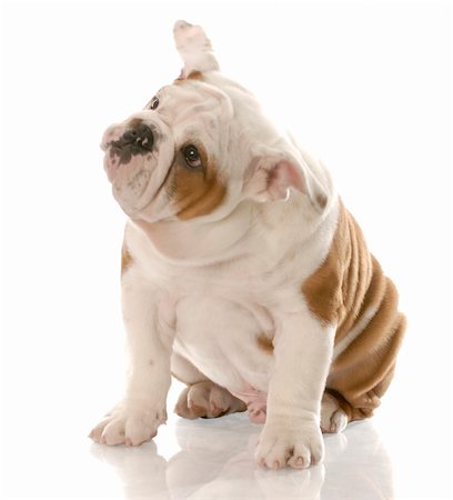 simsearch:400-06758857,k - english bulldog puppy with ear raised up listening - fourteen weeks old Foto de stock - Royalty-Free Super Valor e Assinatura, Número: 400-04684988