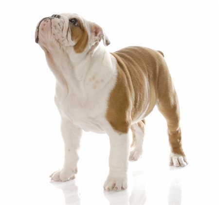 simsearch:400-08192678,k - red and white english bulldog puppy standing looking up with reflection on white background Foto de stock - Super Valor sin royalties y Suscripción, Código: 400-04684989