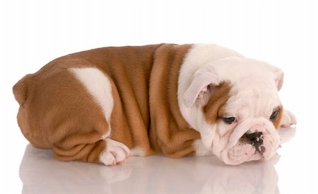 simsearch:400-06758857,k - bulldog puppy laying down with reflection on white background Foto de stock - Royalty-Free Super Valor e Assinatura, Número: 400-04684983