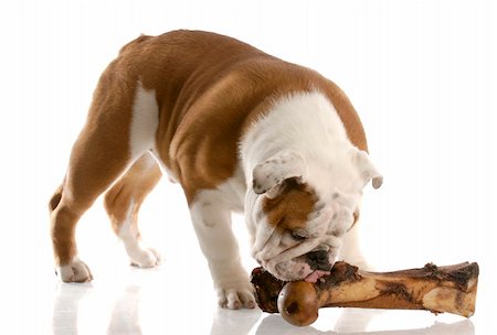 simsearch:400-05306211,k - english bulldog puppy chewing on a large bone with reflection on white background Stock Photo - Budget Royalty-Free & Subscription, Code: 400-04684994