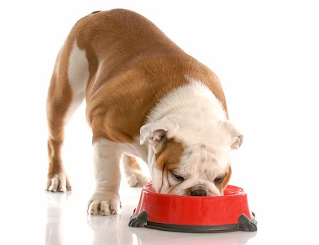 small to big dogs - five month old english bulldog puppy eating out of red dog dish with reflection on white background Stock Photo - Budget Royalty-Free & Subscription, Code: 400-04684990