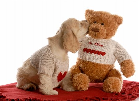 furry teddy bear - american cocker spaniel puppy kissing teddy bear wearing matching shirts with reflection on white background Stock Photo - Budget Royalty-Free & Subscription, Code: 400-04684992