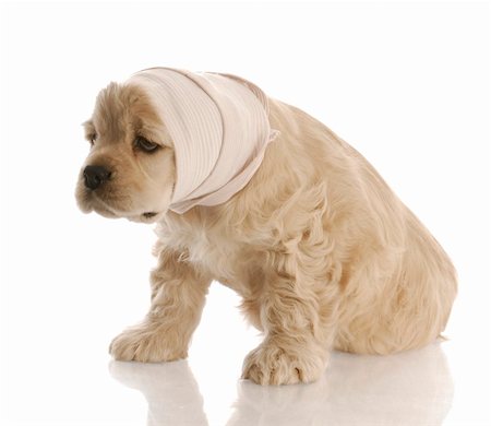 scared dog - american cocker spaniel puppy with head in bandage with reflection on white background Stock Photo - Budget Royalty-Free & Subscription, Code: 400-04684993