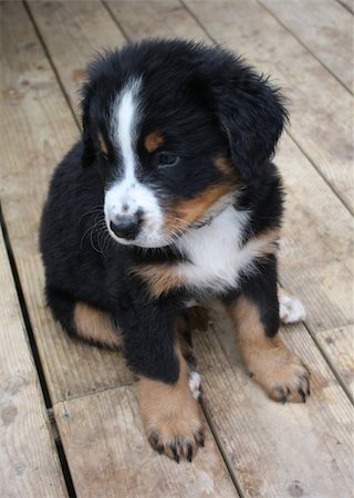 sheep dog portraits - Adorable Puppy Bernese Mountain Dog on Wood Patio Stock Photo - Budget Royalty-Free & Subscription, Code: 400-04685006