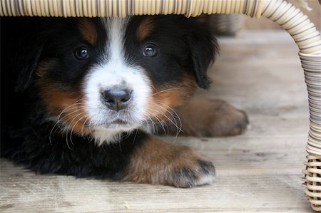 sheep dog portraits - Adorable Puppy Bernese Mountain Dog Hidden Under a Table Stock Photo - Budget Royalty-Free & Subscription, Code: 400-04685007