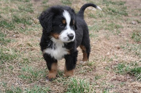sheep dog portraits - Adorable Puppy Bernese Mountain Dog on Grass Stock Photo - Budget Royalty-Free & Subscription, Code: 400-04685008