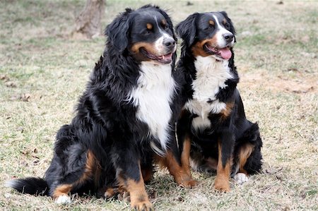 sheep dog portraits - Bernese Mountain Dog Couple Sitting on Grass Photographie de stock - Aubaine LD & Abonnement, Code: 400-04685011