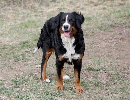 sheep dog portraits - Female Bernese Mountain Dog on Grass Stock Photo - Budget Royalty-Free & Subscription, Code: 400-04685013