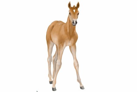 Baby sorrel horse Stock Photo - Budget Royalty-Free & Subscription, Code: 400-04685156