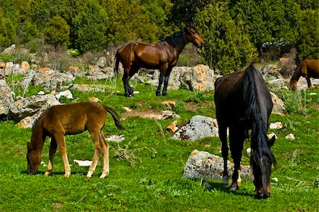 grazing horses in different poses Stock Photo - Budget Royalty-Free & Subscription, Code: 400-04685278
