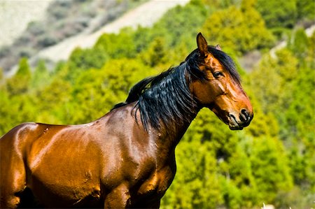 The leader of mustangs in different poses. He was on patrol while I made photoshoots. Stock Photo - Budget Royalty-Free & Subscription, Code: 400-04685280