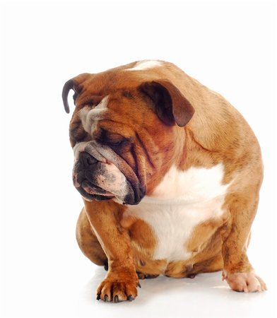 simsearch:400-04576043,k - english bulldog with depressed expression sitting with reflection on white background Stock Photo - Budget Royalty-Free & Subscription, Code: 400-04685505