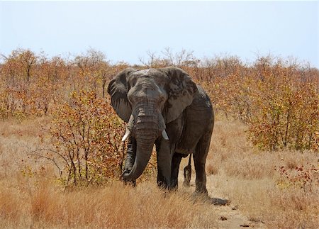 simsearch:400-07038920,k - An African Elephant in the Kruger Park, South Africa Stock Photo - Budget Royalty-Free & Subscription, Code: 400-04685659