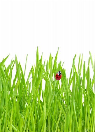 simsearch:400-05883361,k - red ladybug on green grass isolated on green Photographie de stock - Aubaine LD & Abonnement, Code: 400-04685672