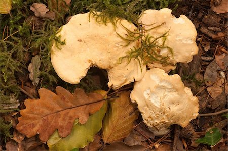 Hedgehog fungus, pied de mouton, Hydnum repandum.  Gourmet food, favoured by foragers. Stock Photo - Budget Royalty-Free & Subscription, Code: 400-04685750