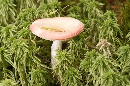 Birch Brittlegill mushroom, Russula betularum, nestles amongst moss. Stock Photo - Budget Royalty-Free & Subscription, Code: 400-04685751