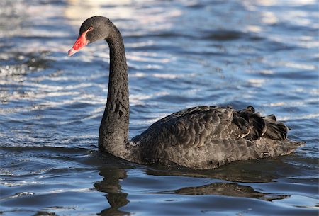swan beak color - Portrait of a Black Swan Stock Photo - Budget Royalty-Free & Subscription, Code: 400-04685885