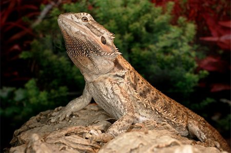 Portrait of a Bearded Dragon Stock Photo - Budget Royalty-Free & Subscription, Code: 400-04685895