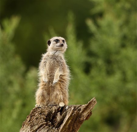 simsearch:400-07104159,k - A female Meerkat keeping lookout Foto de stock - Super Valor sin royalties y Suscripción, Código: 400-04685907