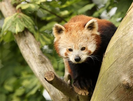 red pandas - Portrait of a Red Panda Stock Photo - Budget Royalty-Free & Subscription, Code: 400-04685975