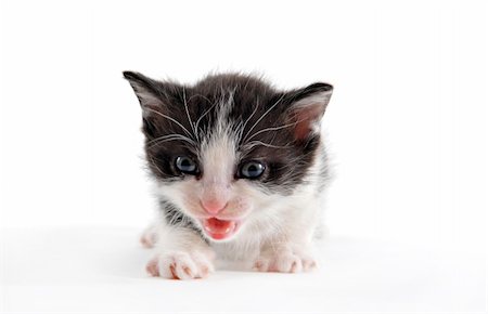 young black and white kitten on a white background Stock Photo - Budget Royalty-Free & Subscription, Code: 400-04685978