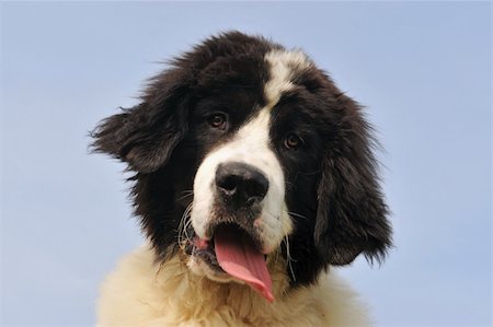 portrait of a purebred newfoundland dog landseer in a blue sky Stock Photo - Budget Royalty-Free & Subscription, Code: 400-04685979