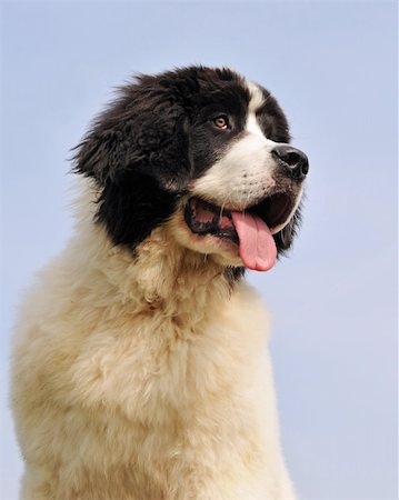 portrait of a purebred newfoundland dog landseer in a blue sky Stock Photo - Budget Royalty-Free & Subscription, Code: 400-04685980